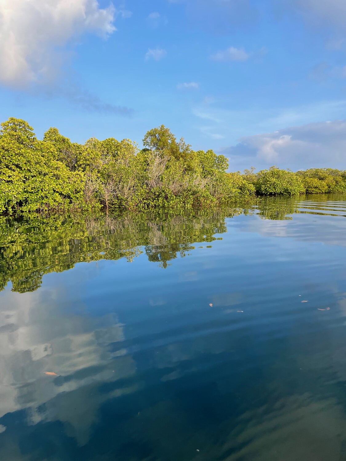 Mangrove swimming Lamu
